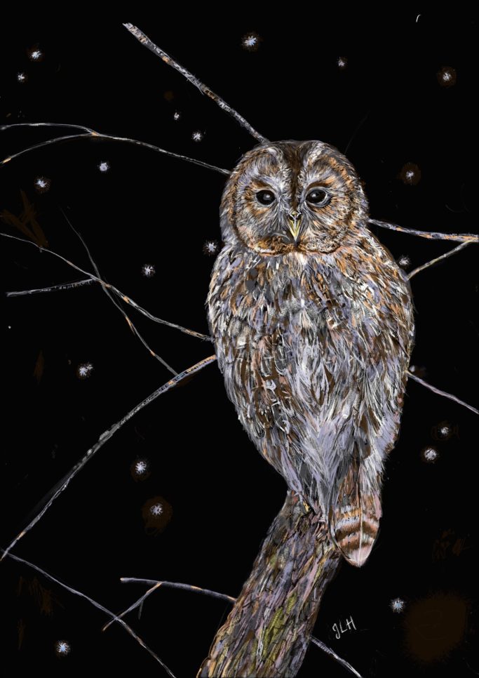 'Tawny Owl'